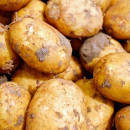 Капельное орошение при возделывании картофеля показало хороший урожай в Ставропольском крае